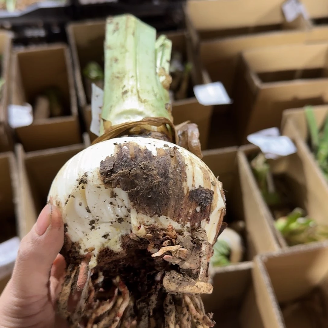 选美皇后9+残次不包养护