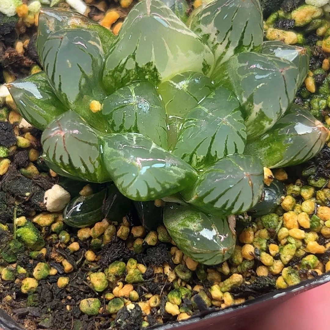 北极之光巨大化锦十二