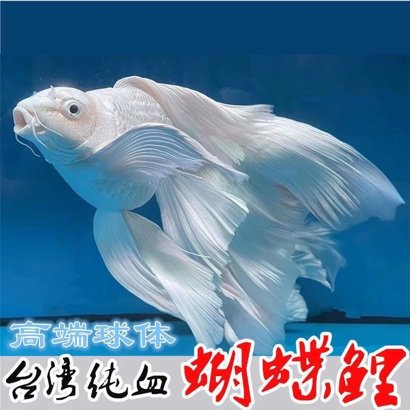 蝴蝶鲤短球精品鱼台系纯种贵妃体白色观赏鱼养殖饲养活体发货养殖