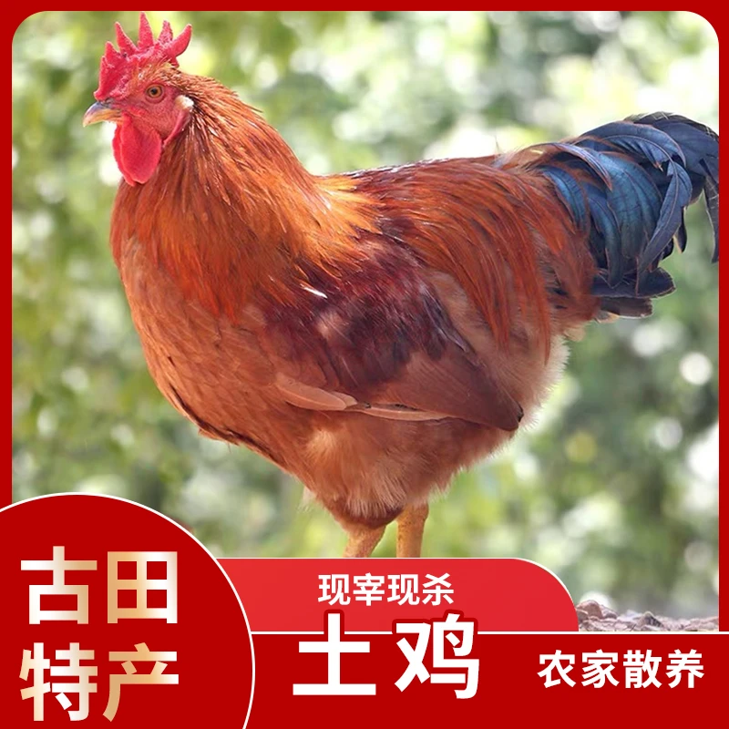 吃稻谷公鸡6.5-7.2斤（养15个月）