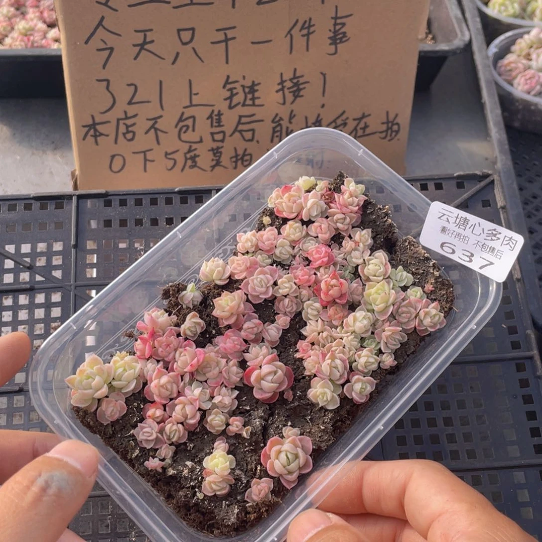 云糖心多肉植物637