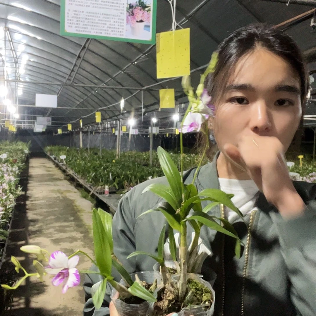 当前无花朵，栽培后可花朵白泼