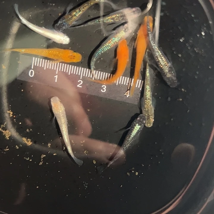 用***在青鳉鱼混搭干支红帝蓝宝石等