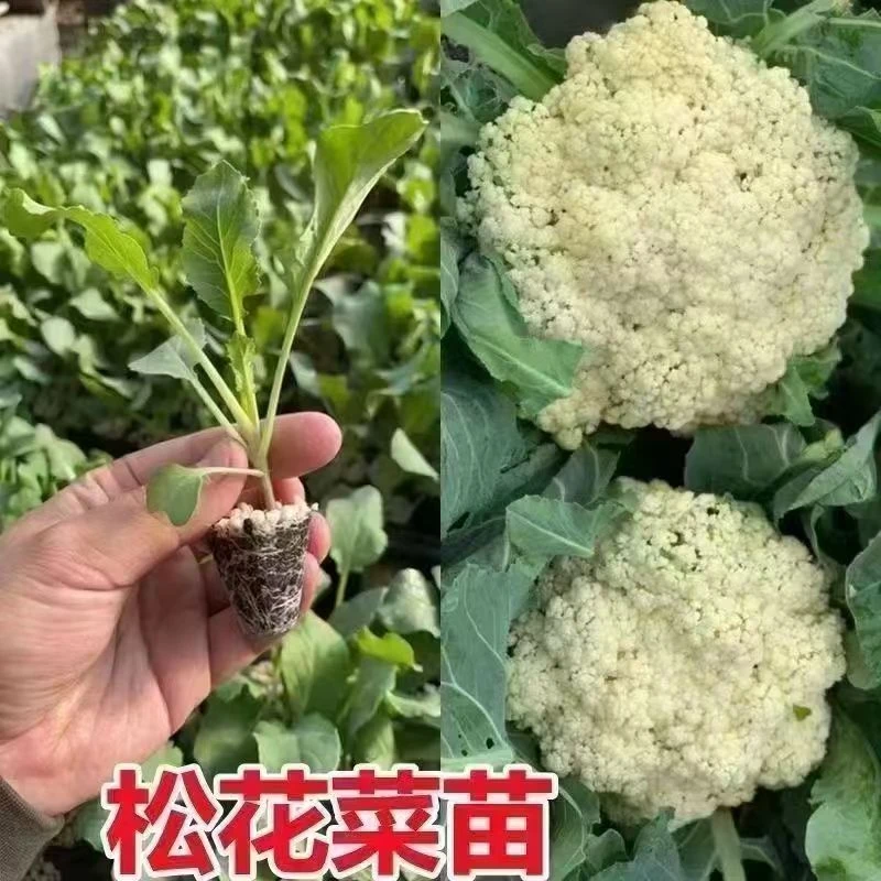 耐寒高产有机花菜白花菜秧苗四季可种阳台庭院适用
