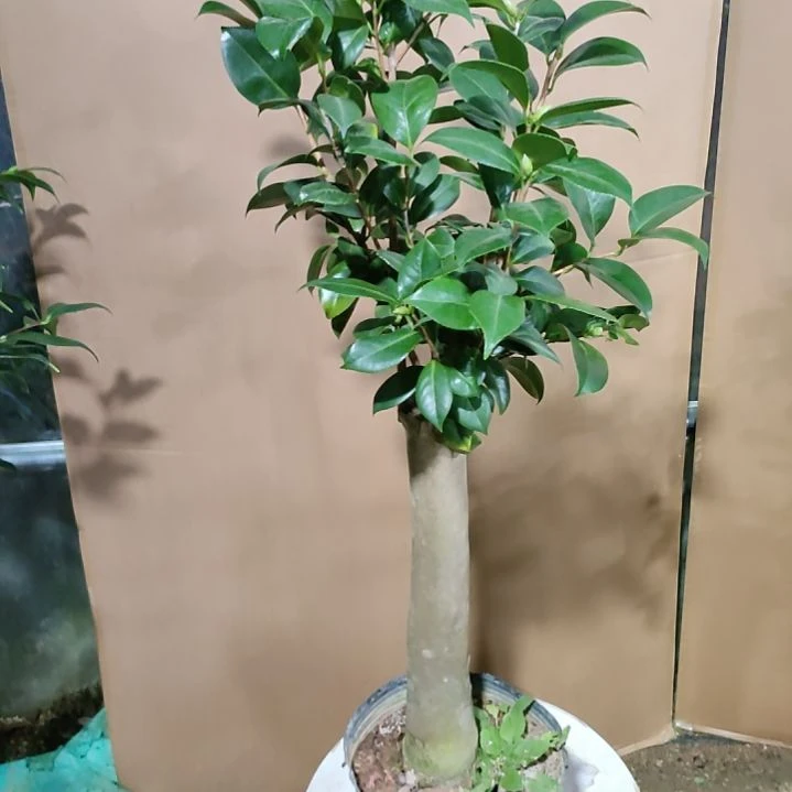 385三品不知名，原盆原土发货，不包邮