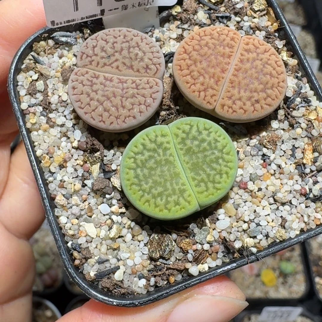 zzz生石花肉锥1133