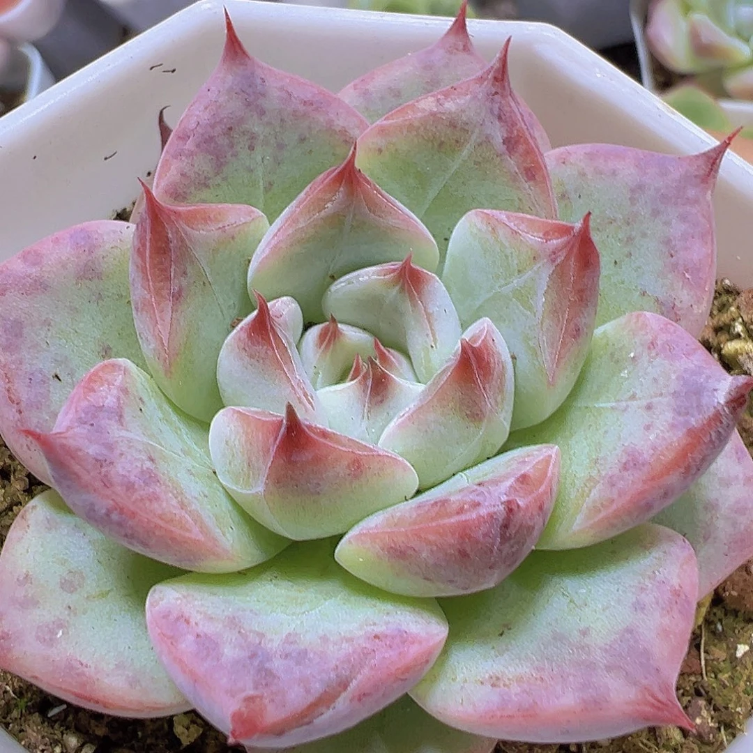 天空之城19包邮多肉