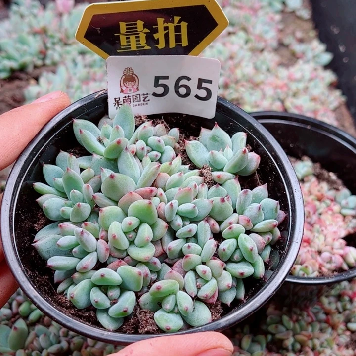 多肉植物多肉植物