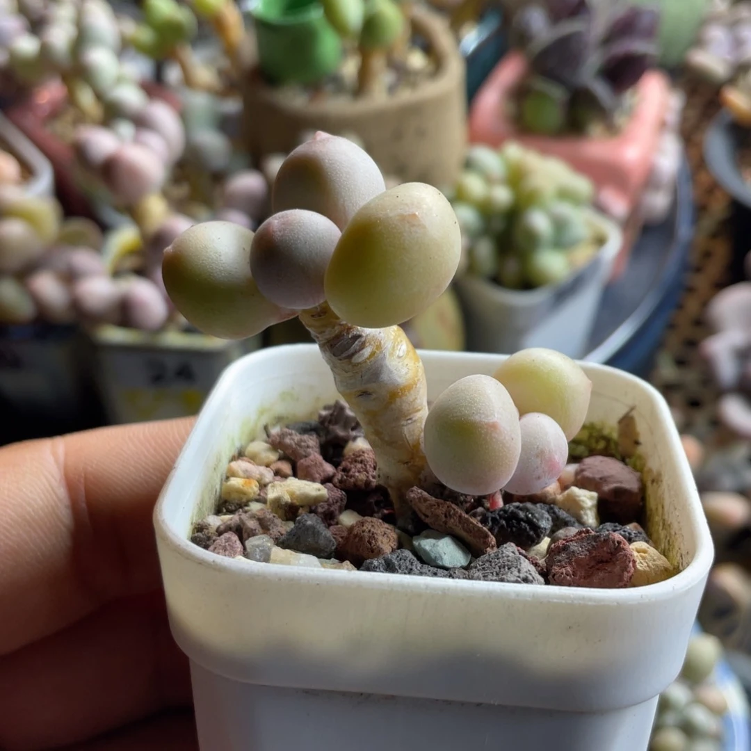 韩奶老庄一体精品
