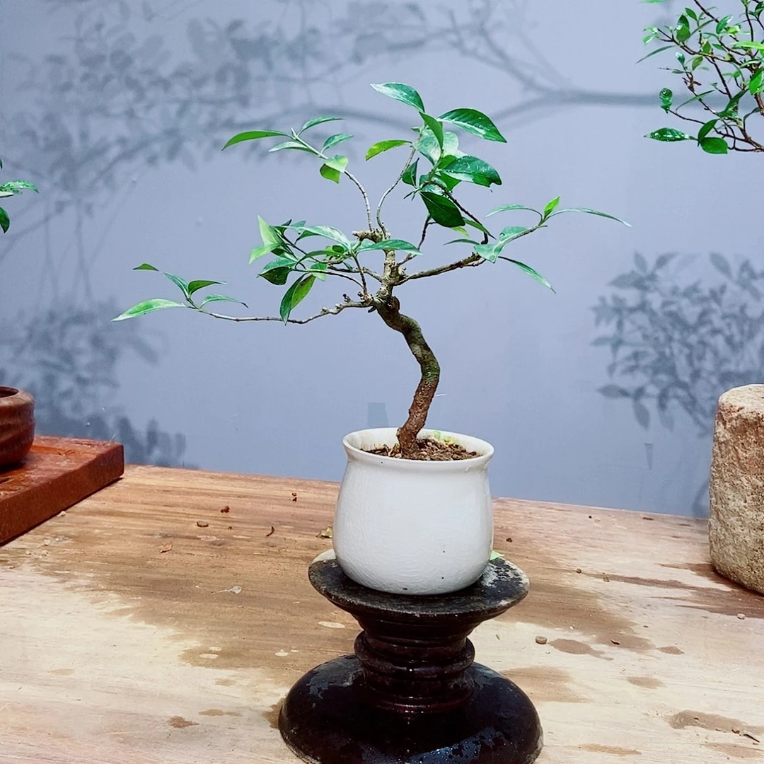 无花朵?****&感谢您的支持和配合和帮助