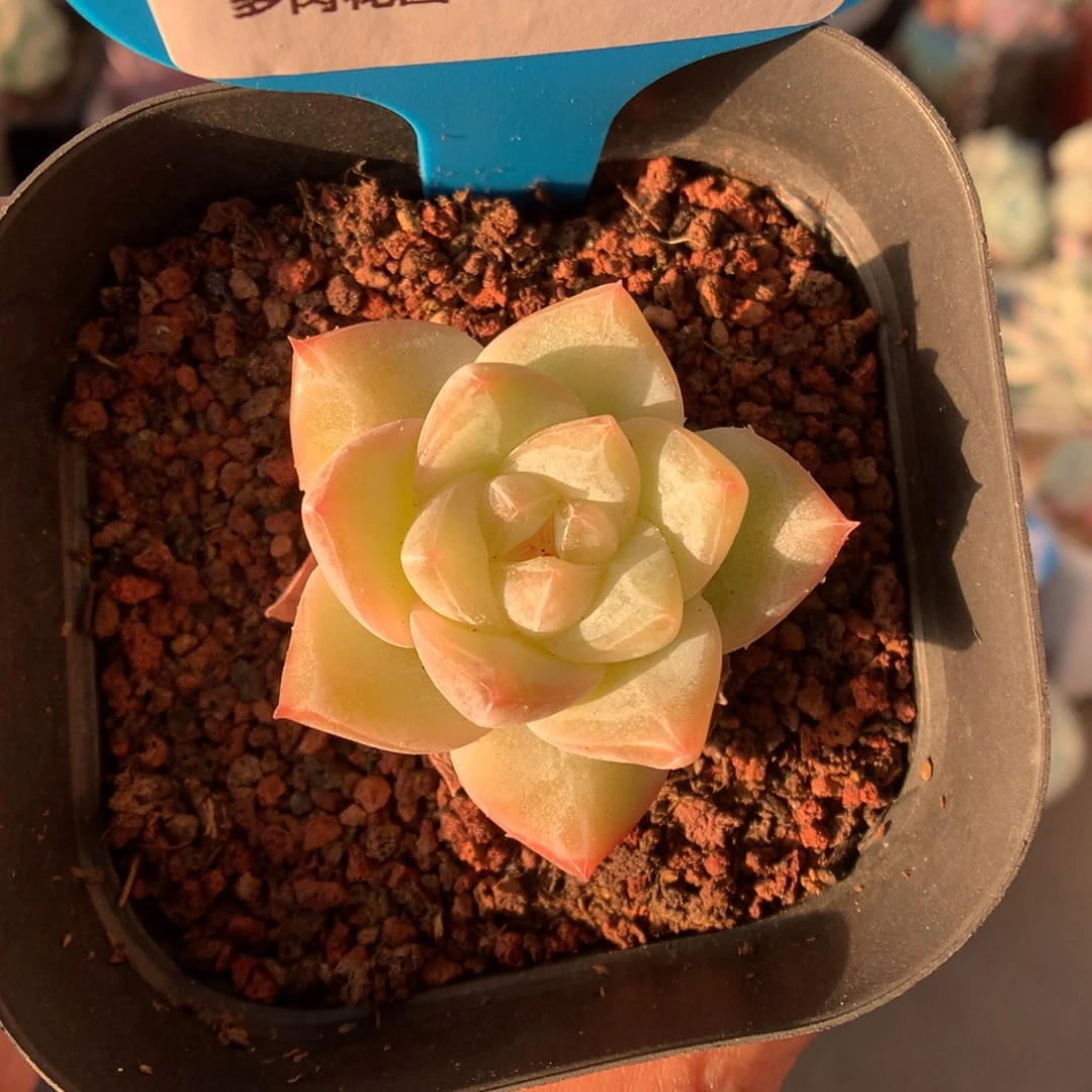 82粉钻石化多肉植物