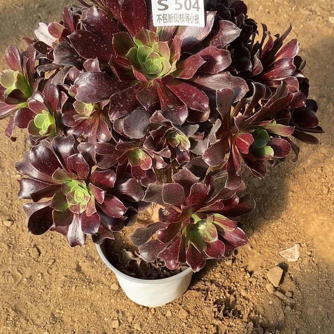 504欧若拉多肉法师