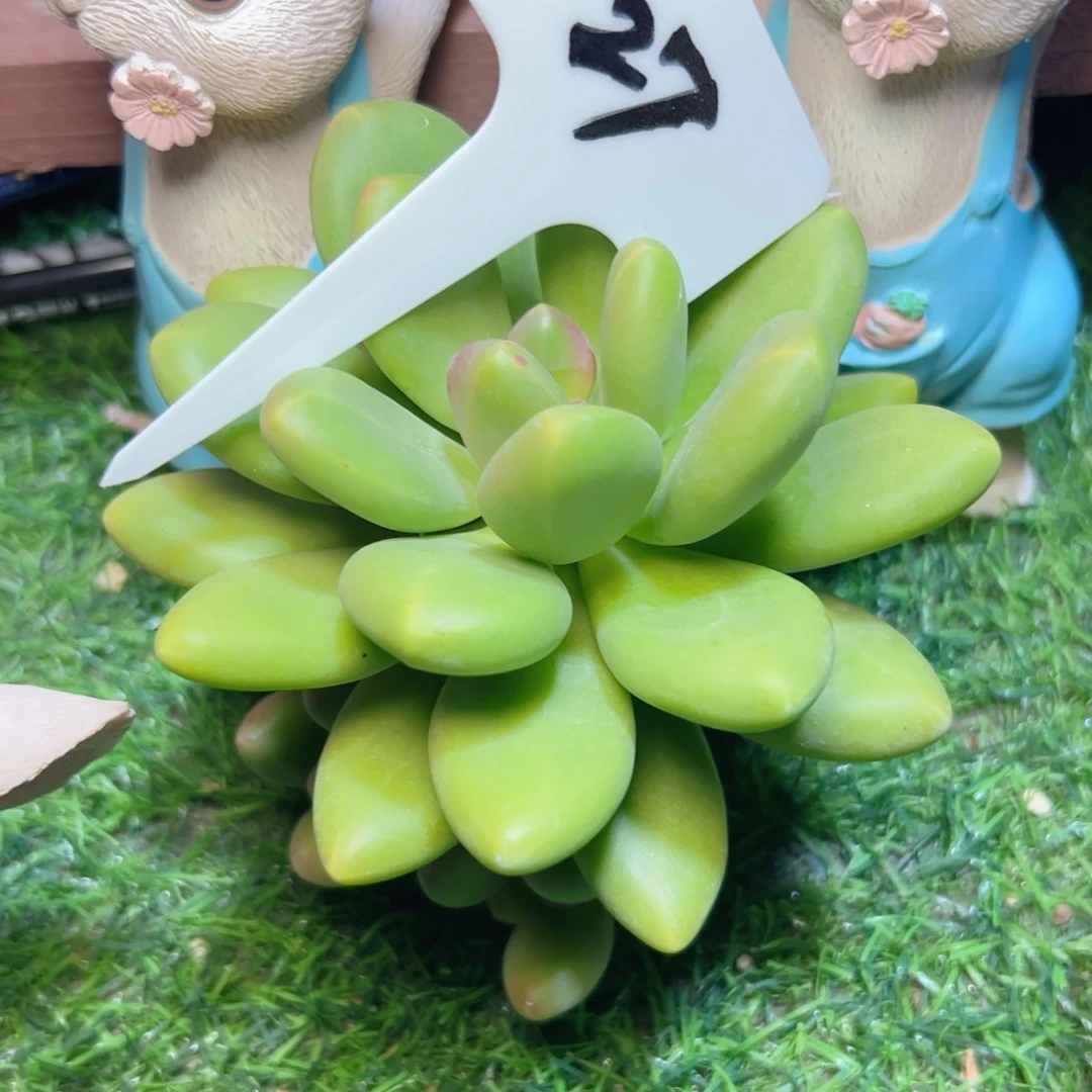 027……竞拍……杂…………