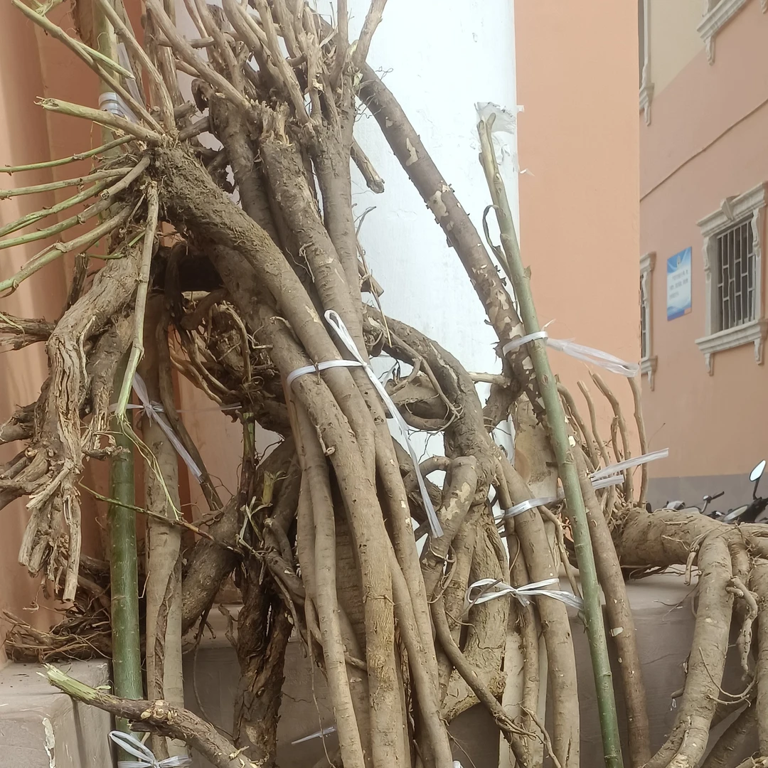野生老黄芪，产地直发。