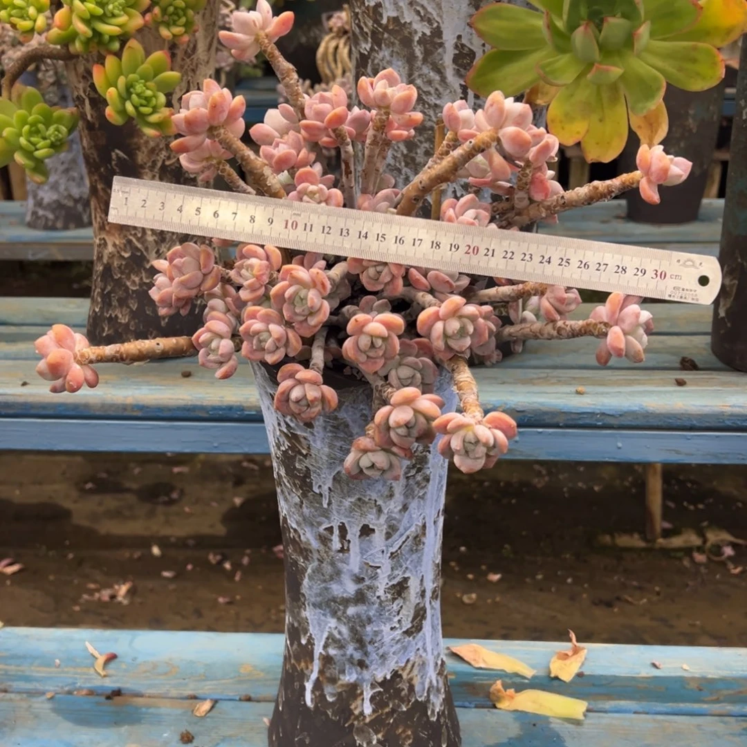 露养老桩脱土裸根冷香