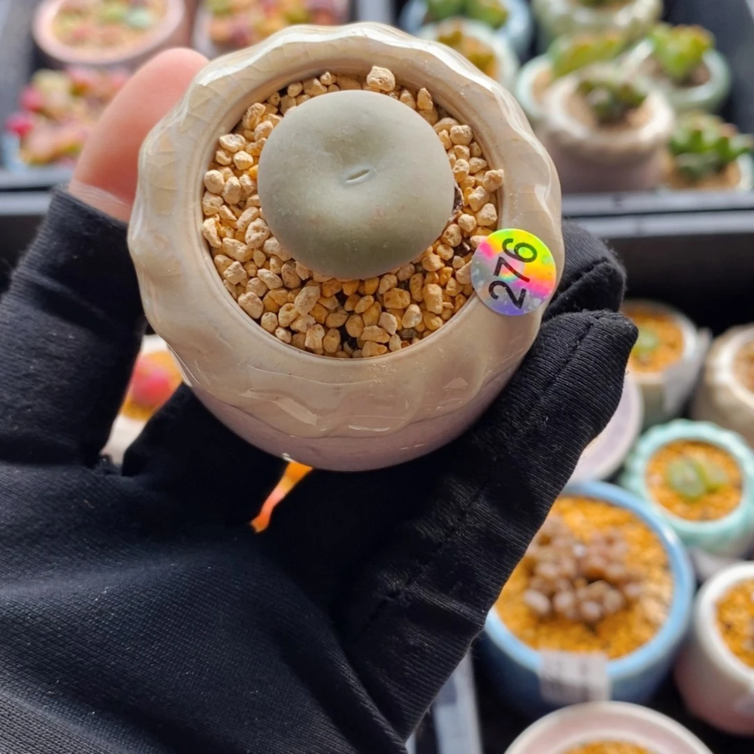 7306--一物一拍 带盆 超级大饼紫花