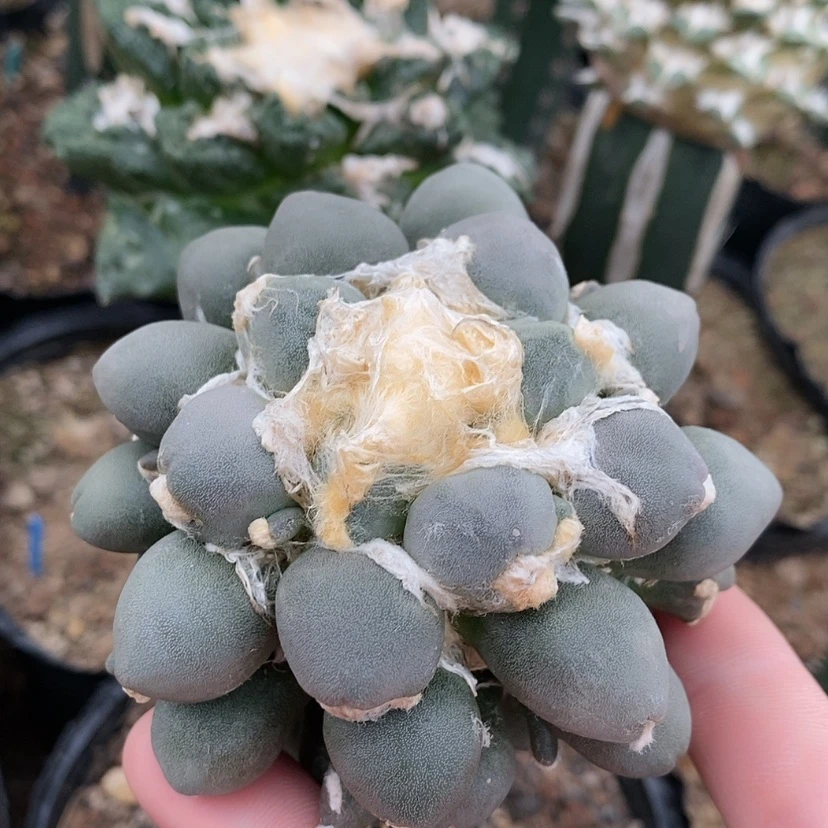 【闪购商品】嫁接蛋