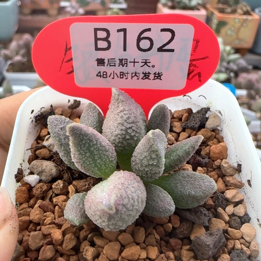 融塔。    162。