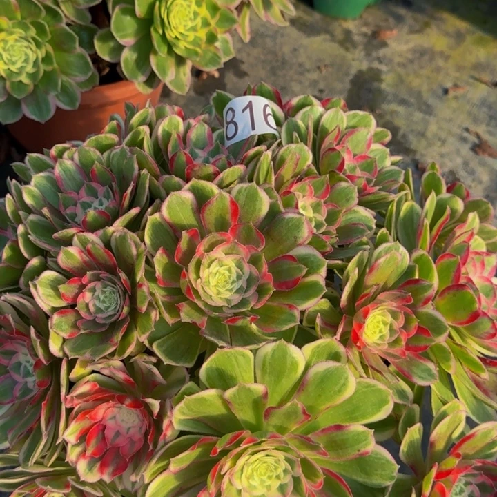 00000000000816孔雀翎