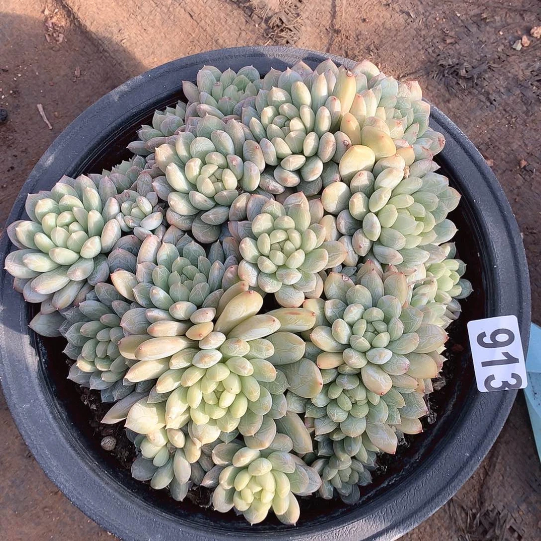 913翡翠一物一拍多肉