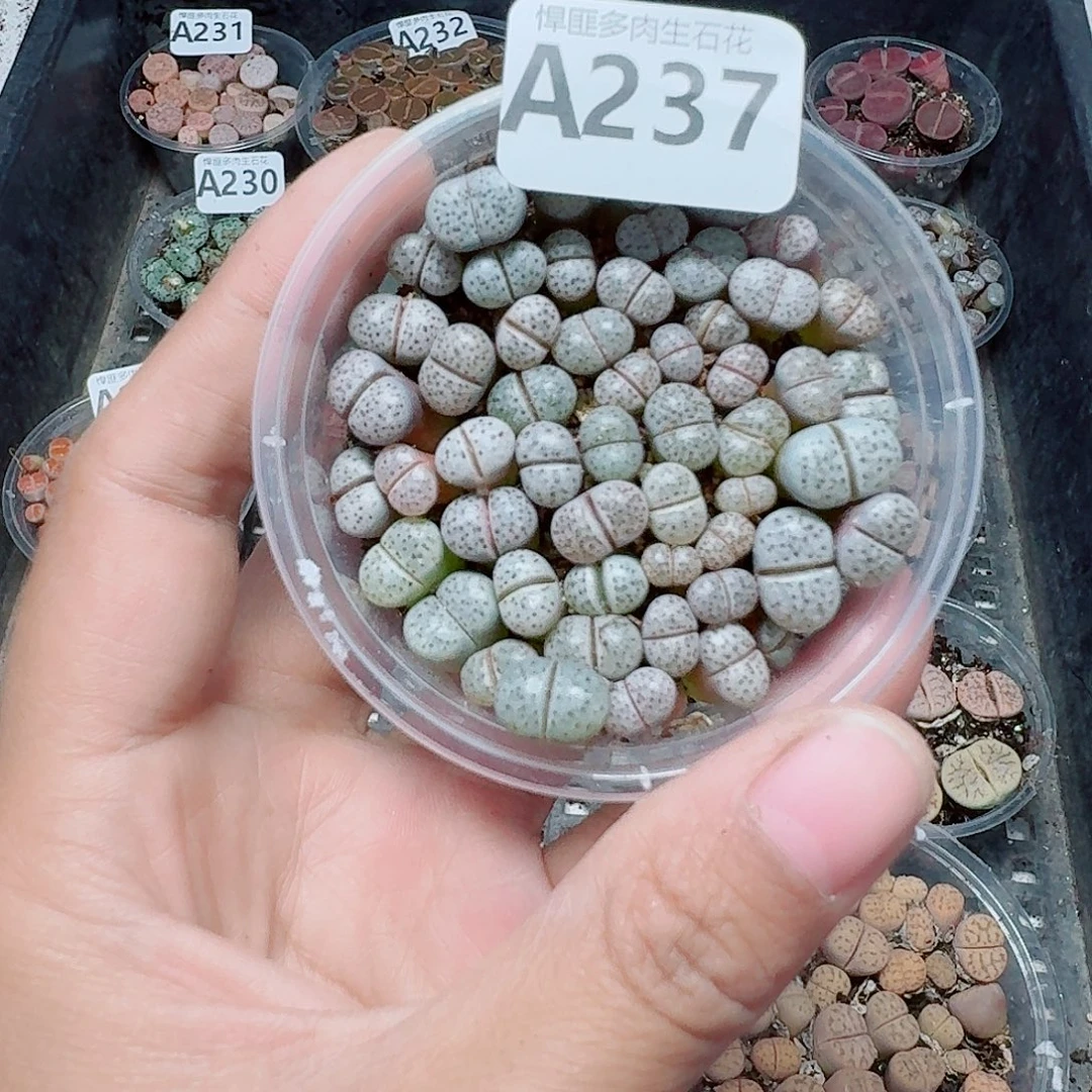 237多肉植物多肉植物