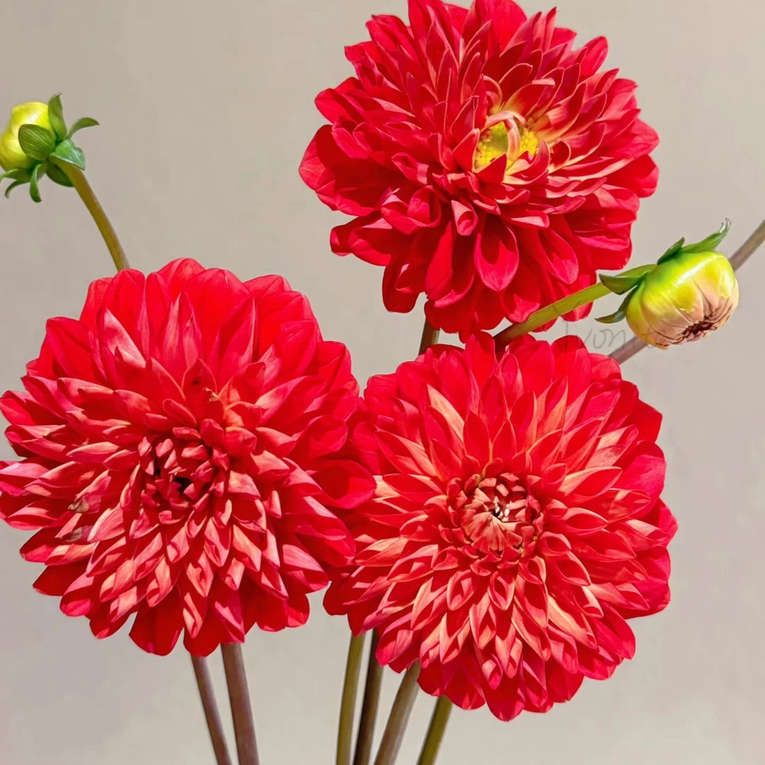 【新人福利/多品种】包对版进口大丽花种球花卉送肥料