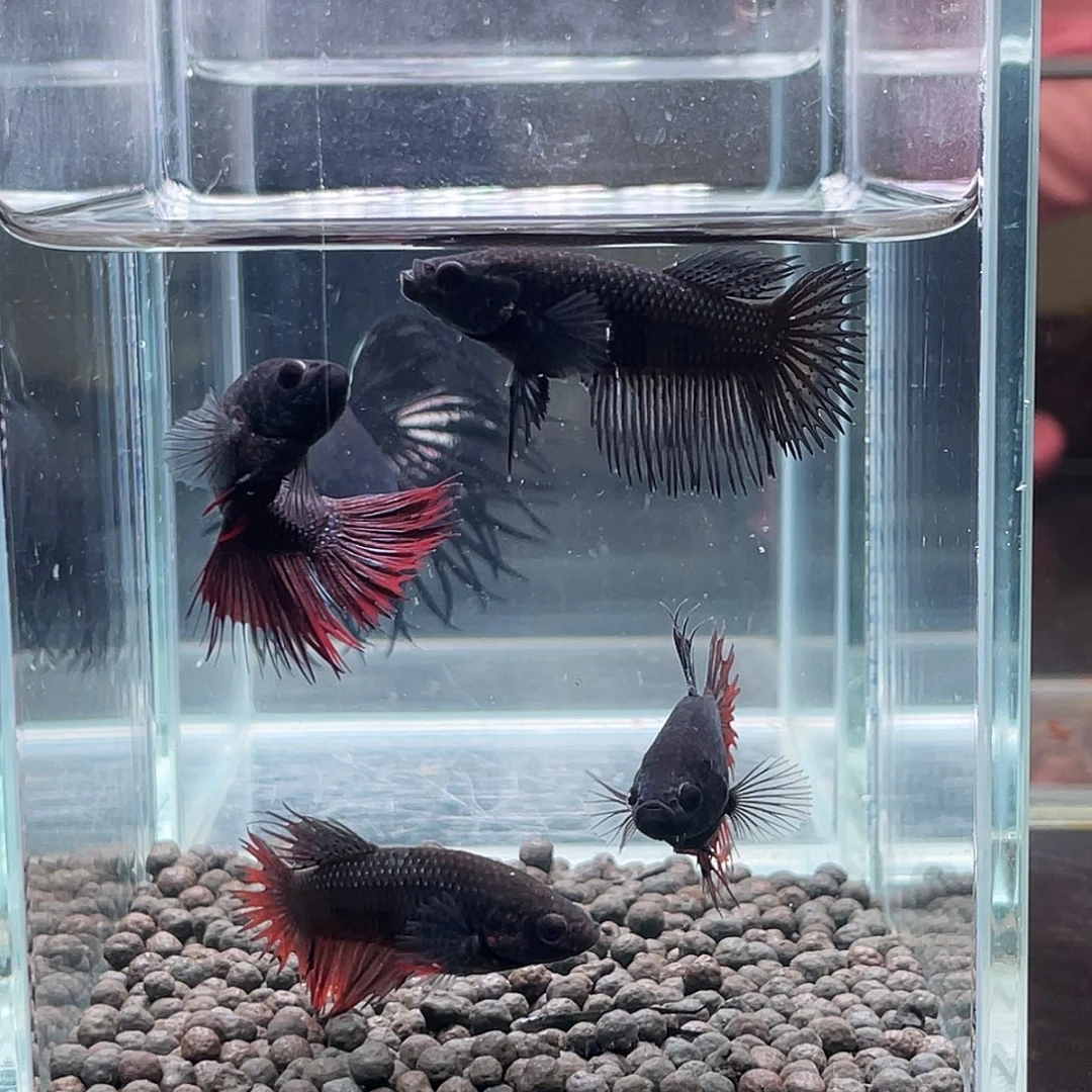 斗鱼65号91早母鱼