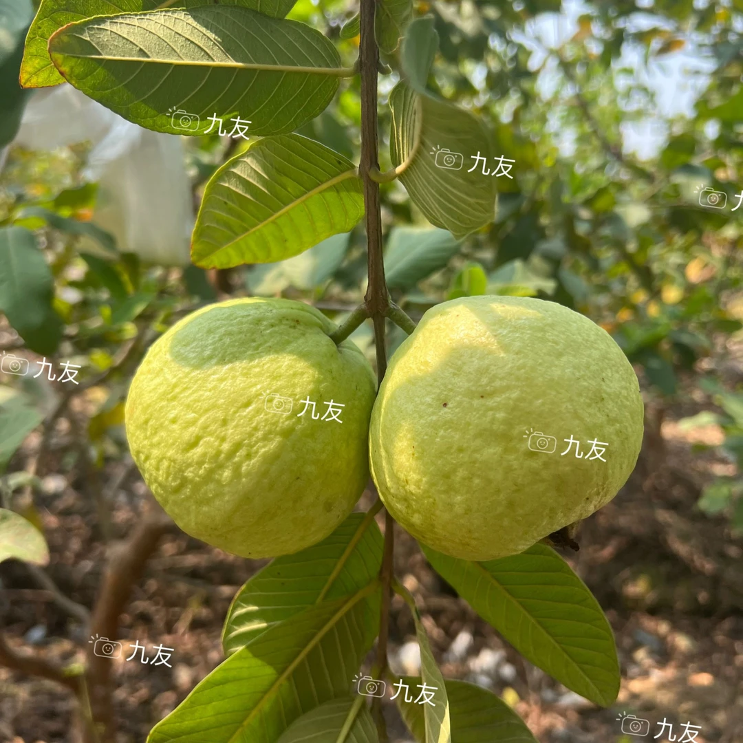 广州南沙万顷沙白心珍珠芭乐番石榴爽脆清甜水果新鲜脆甜采摘批发