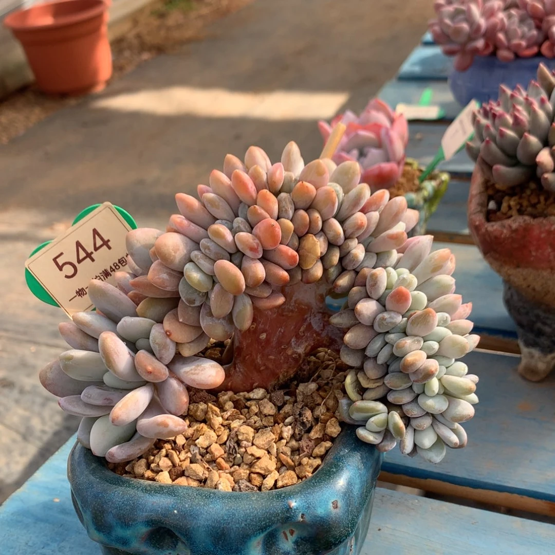 粉兔树缀一物一拍544