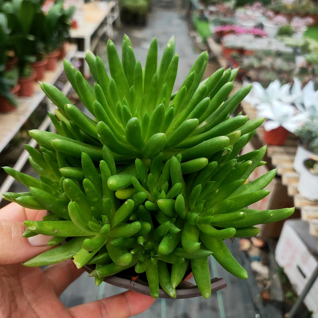 风火轮 瓦松满20包邮带盆发货轻微掉头断叶不包 多肉植物室内盆栽