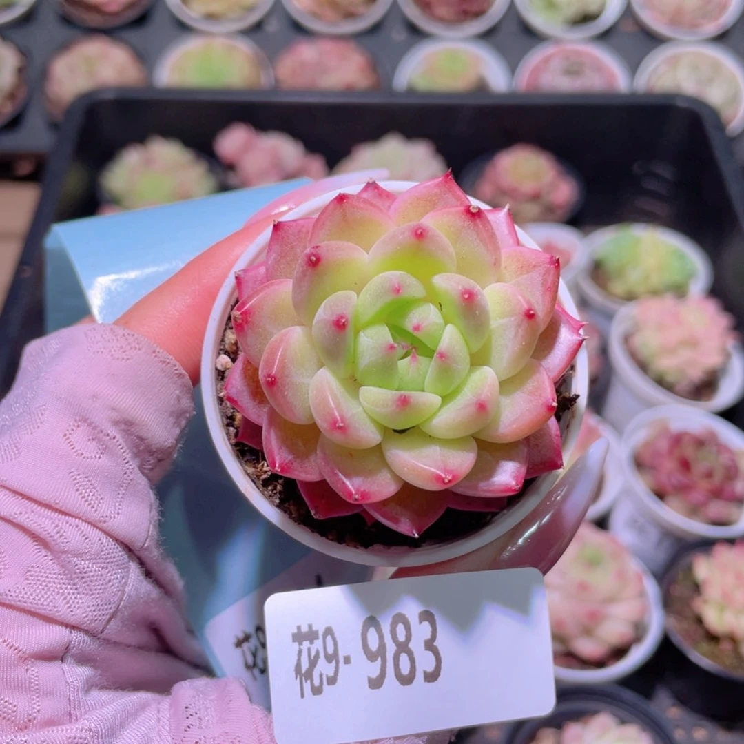 花利美9-983新品