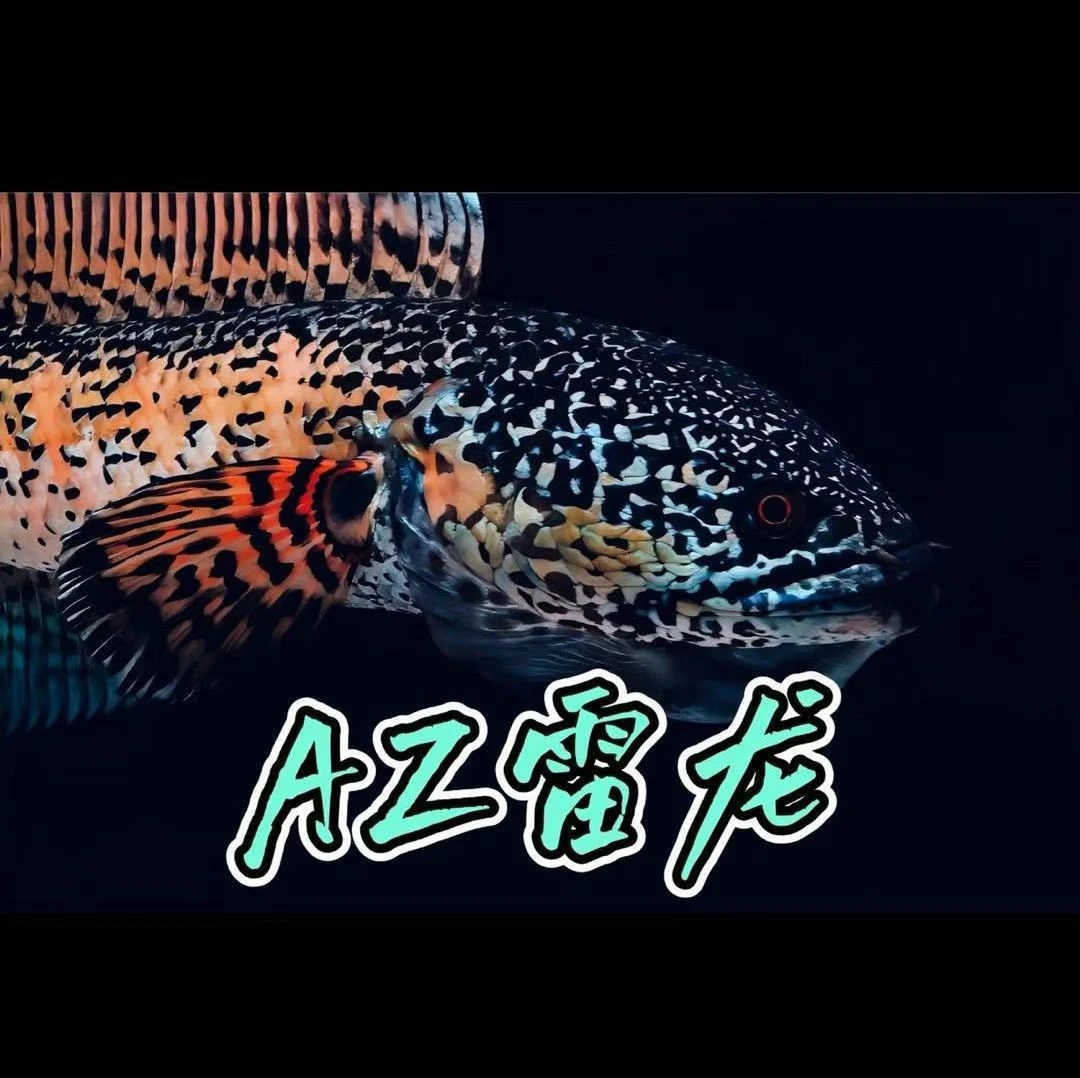 雷龙鱼运费补差价专拍