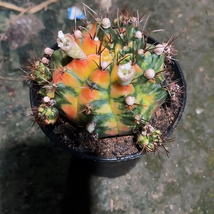 仙人球好好看好漂亮40