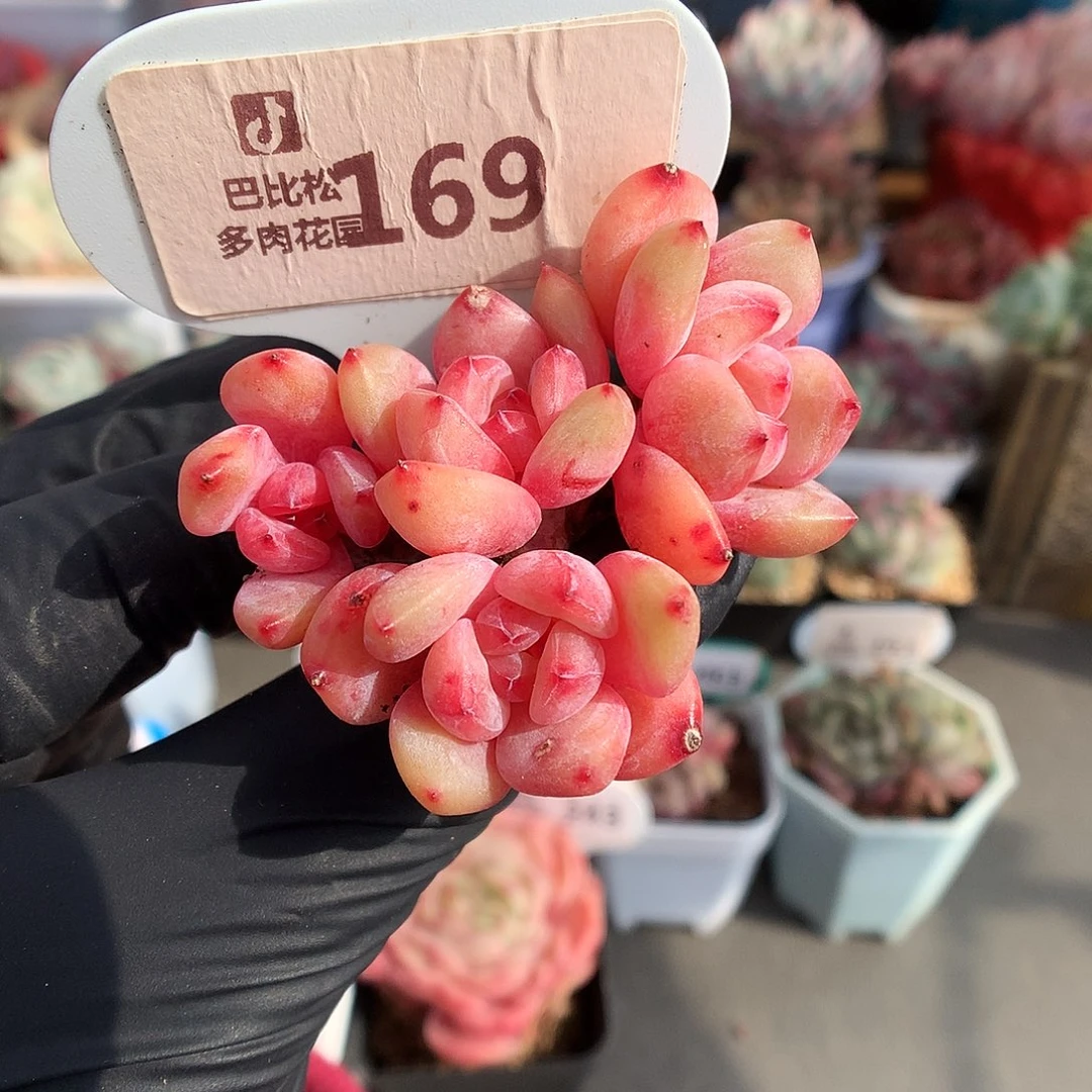169 雪天使多肉多肉