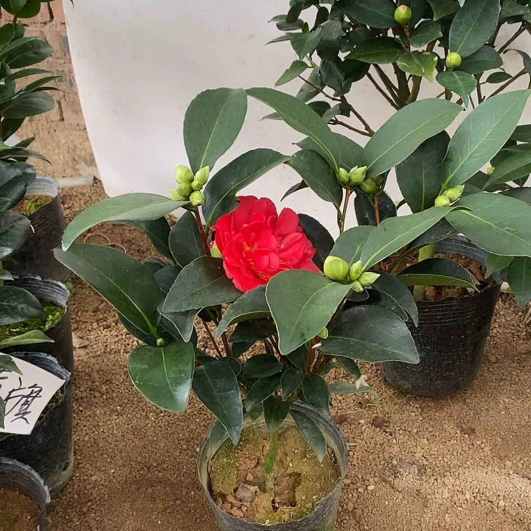 完全开放文清茶花