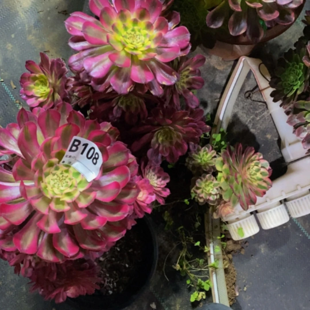 【闪购商品】倾城108