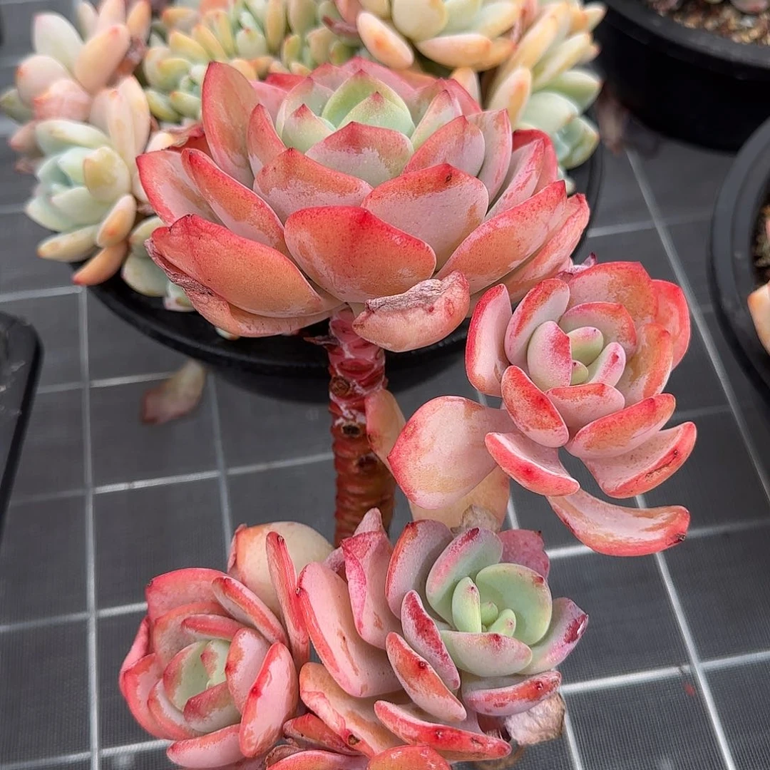 从前慢甄选多肉编号白月光