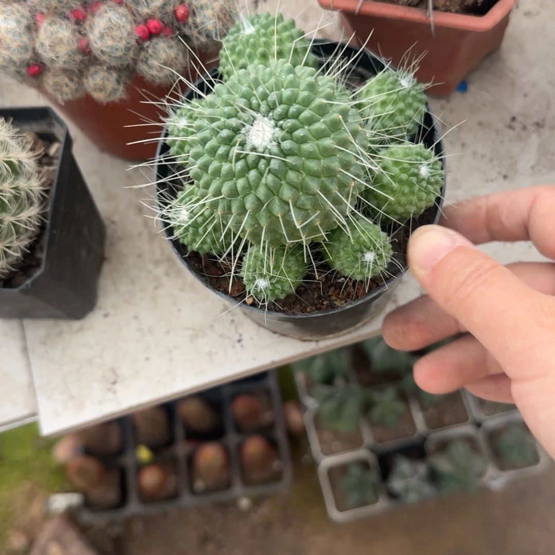 猫***肉可口可乐了可口可乐