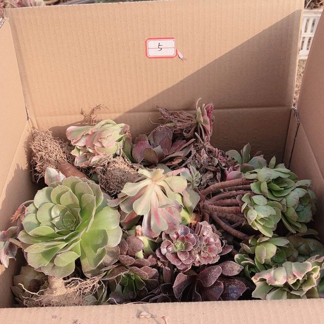 【闪购商品】无花朵沐**风5号套餐无售后