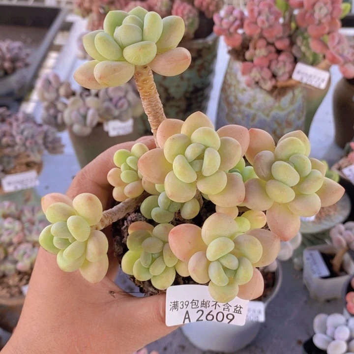 白奶糖老桩10cm2609多肉