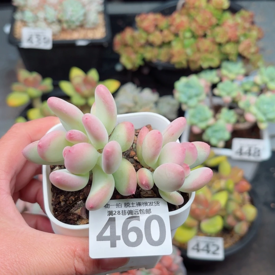 苹果奶老桩无盆土发货