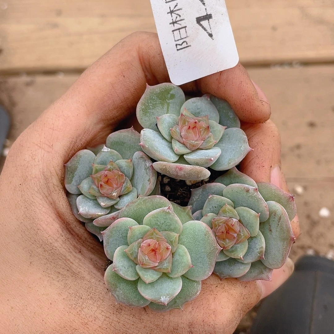 多肉植物多肉植物449