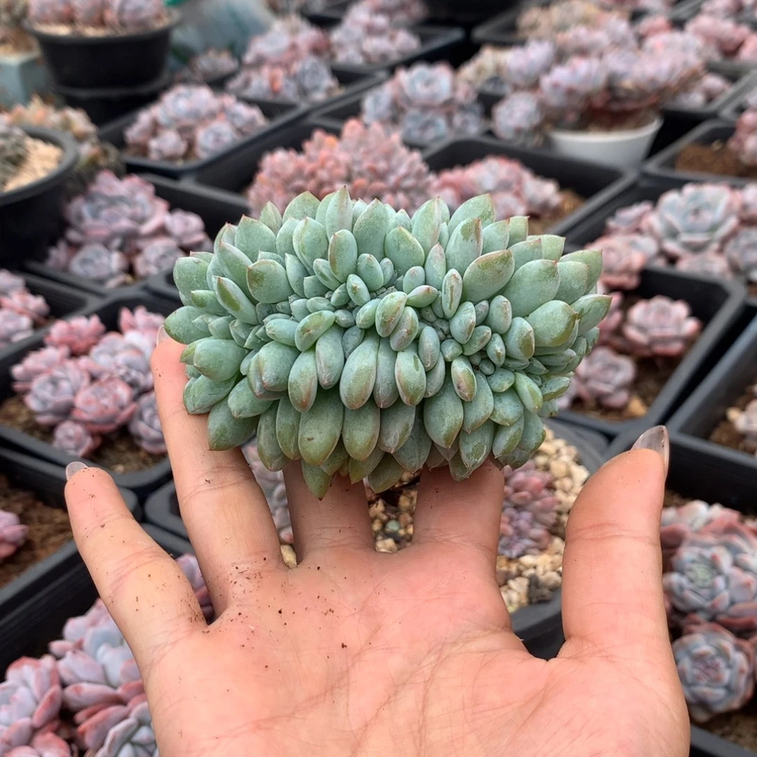 石榴籽缀化高板子