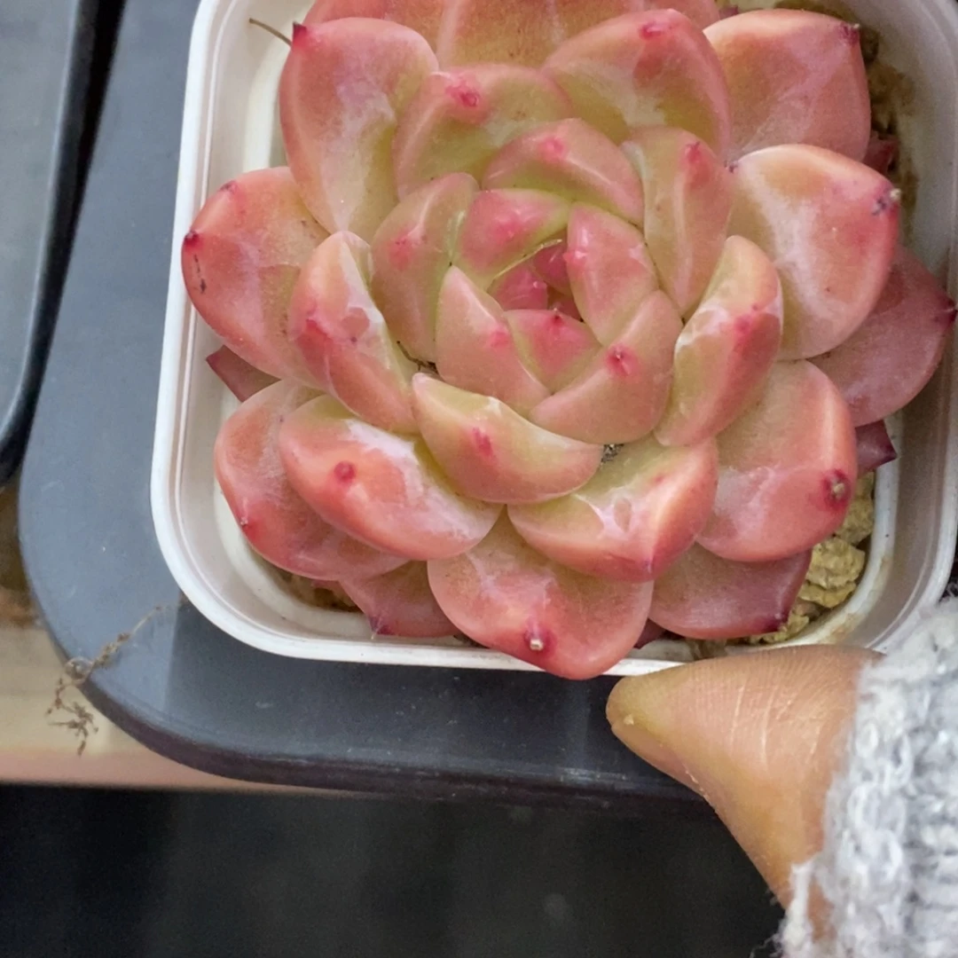 精品多肉一物一拍不包整215