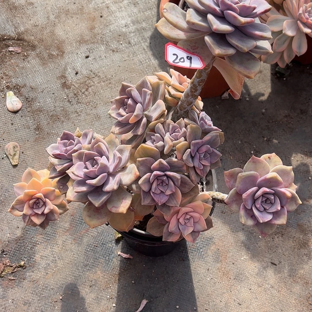 209号紫乐锦，一物一拍