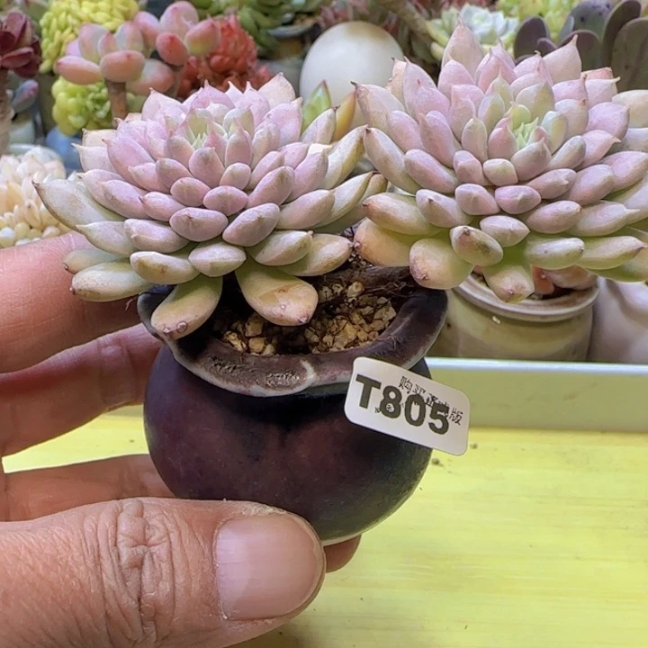 t805 一物一拍多肉植物