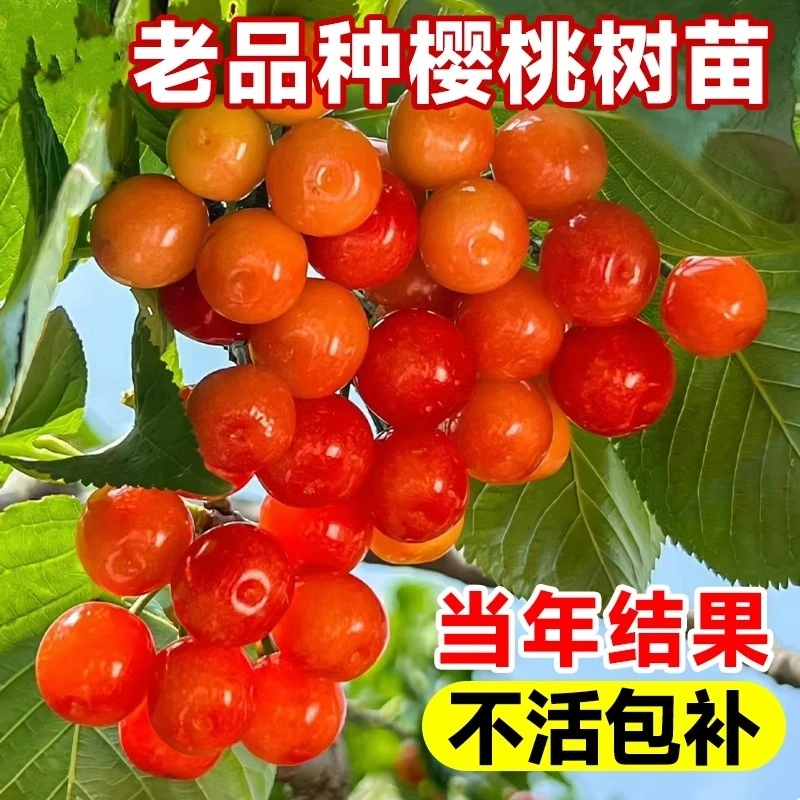 老品种土樱桃苗嫁接中华小樱桃树苗盆地栽北南方红妃黑珍珠乌皮苗