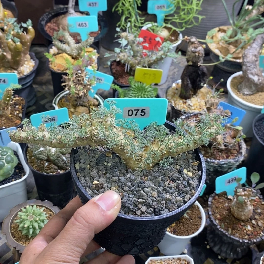 白皮越界多肉植物