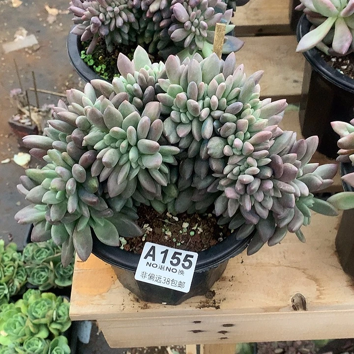 桃花源缀化 全场8折 需延迟发货