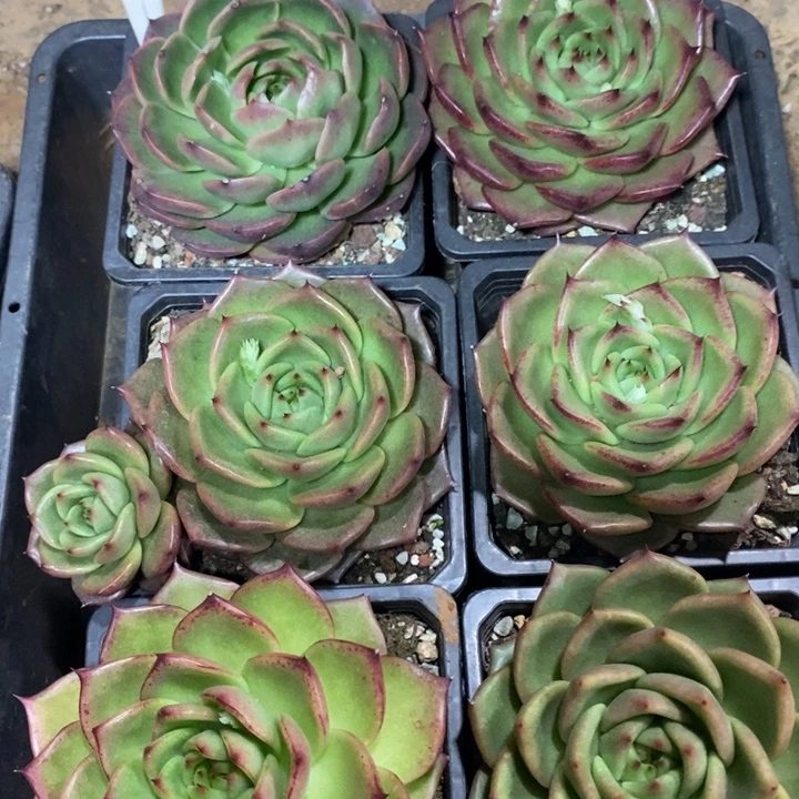 D272- 直播福利 六颗